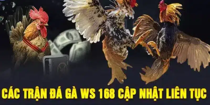 đá gà Ws168 EV88